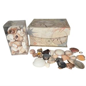 Sea Shells Assorted Sizes, Approximately 2lbs, Shell Themed Box Beach Decor